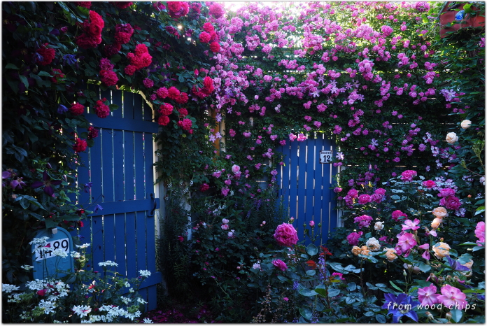 小さなバラの庭